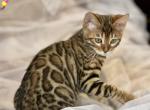 Enni - Bengal Cat For Sale - Hollywood&comma; FL&comma; US
