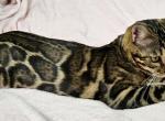 Brown Clouded Female Pink Collar - Bengal Cat For Sale - Bradner&comma; OH&comma; US
