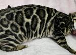 Brown Rosetted Female Red Collar - Bengal Cat For Sale - Bradner&comma; OH&comma; US