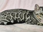 Silver Rosetted Male Blue Collar - Bengal Cat For Sale - Bradner&comma; OH&comma; US