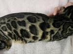 Midget Cool Brown Female White Collar - Bengal Cat For Sale - Bradner&comma; OH&comma; US