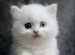 Rufus - Minuet Cat For Sale - Capon Bridge&comma; WV&comma; US