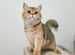 Cheerio - Scottish Straight Cat For Sale - Levittown&comma; PA&comma; US