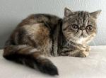 Irene - Exotic Cat For Sale - Vancouver&comma; WA&comma; US