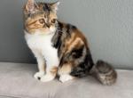 Coco - Exotic Cat For Sale - Vancouver&comma; WA&comma; US