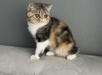 Cece - Exotic Cat For Sale - Vancouver&comma; WA&comma; US