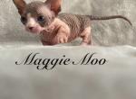 Doods N Noods - Bambino Cat For Sale - Lenhartsville&comma; PA&comma; US
