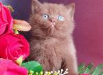 Vito - British Shorthair Cat For Sale - Norwalk&comma; CT&comma; US