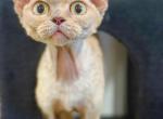Gaia Blueberry - Devon Rex Cat For Sale - Philadelphia&comma; PA&comma; US