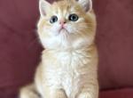 Winnie - British Shorthair Cat For Sale - Sacramento&comma; CA&comma; US