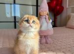 Marsel - Scottish Fold Cat For Sale - Brooklyn&comma; NY&comma; US