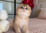 Martin - Scottish Fold Cat For Sale - Brooklyn&comma; NY&comma; US