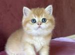 Junnie - British Shorthair Cat For Sale - Sacramento&comma; CA&comma; US