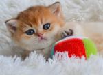 Uno - British Shorthair Cat For Sale - Brooklyn&comma; NY&comma; US