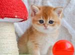 Ukko - British Shorthair Cat For Sale - Brooklyn&comma; NY&comma; US