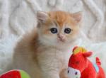 Ulan - British Shorthair Cat For Sale - Brooklyn&comma; NY&comma; US