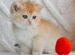 Umber - British Shorthair Cat For Sale - Brooklyn&comma; NY&comma; US