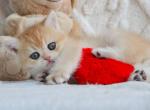 Vegas - British Shorthair Cat For Sale - Brooklyn&comma; NY&comma; US