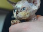Kokomo - Devon Rex Cat For Sale - Brooklyn&comma; NY&comma; US
