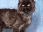 Austin - Maine Coon Cat For Sale - Brooklyn&comma; NY&comma; US