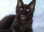 Anri - Maine Coon Cat For Sale - Brooklyn&comma; NY&comma; US