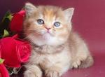 Vasilisa - British Shorthair Cat For Sale - Brooklyn&comma; NY&comma; US