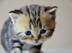 Goldi - Scottish Straight Cat For Sale - Brooklyn&comma; NY&comma; US