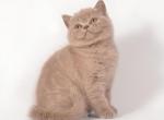 Fiona - British Shorthair Cat For Sale - Brooklyn&comma; NY&comma; US