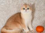 Milana - British Shorthair Cat For Sale - Brooklyn&comma; NY&comma; US