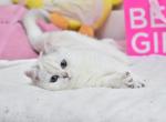 Whitney - British Shorthair Cat For Sale - Brooklyn&comma; NY&comma; US