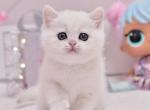 Alvin - British Shorthair Cat For Sale - Brooklyn&comma; NY&comma; US