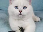 Nora - British Shorthair Cat For Sale - Brooklyn&comma; NY&comma; US