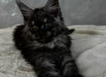 Rita - Maine Coon Cat For Sale - Brooklyn&comma; NY&comma; US