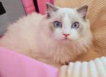pineapple - Ragdoll Cat For Sale - Irvine&comma; CA&comma; US