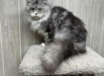 Finn - Maine Coon Cat For Sale - 
