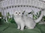 Yashma scottish straight silver chinchilla girl - British Shorthair Cat For Sale - TX&comma; US