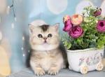 Twixie Silver Ticked Munchkin Standard Short Legs - Munchkin Cat For Sale - TX&comma; US