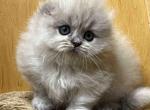 Georgia tiny munchkin Scottish kilt blue eyes - Munchkin Cat For Sale - TX&comma; US