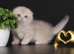 Janesville tiny munchkin blue golden Scottish kilt - Munchkin Cat For Sale - TX&comma; US