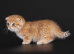 Juneau tiny orange munchkin golden Scottish kilt - Munchkin Cat For Sale - TX&comma; US