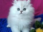 Silver shaded chinchilla with green eyes - Persian Kitten For Sale - Los Angeles&comma; CA&comma; US