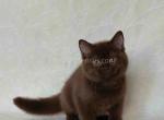 Darcy rare chocolate british shorthair baby girl - British Shorthair Cat For Sale - Los Angeles&comma; CA&comma; US
