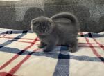 Lucy - Scottish Fold Cat For Sale - Las Vegas&comma; NV&comma; US