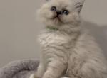 Smokey - Ragdoll Cat For Sale - Monroe&comma; NC&comma; US