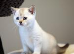 Icee - Munchkin Cat For Sale - Park City&comma; KS&comma; US