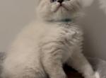 Milo - Ragdoll Cat For Sale - Monroe&comma; NC&comma; US