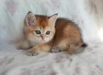 British NY Busya - British Shorthair Cat For Sale - Empire State&comma; NY&comma; US