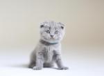 Scottish NY Albertw - Scottish Fold Kitten For Sale - Brooklyn&comma; NY&comma; US
