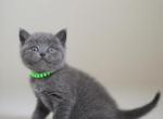 Scottish NY Anan - Scottish Straight Kitten For Sale - Brooklyn&comma; NY&comma; US