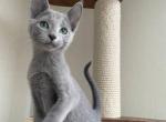 Russian Blue REK B - Russian Blue Kitten For Sale - Brooklyn&comma; NY&comma; US